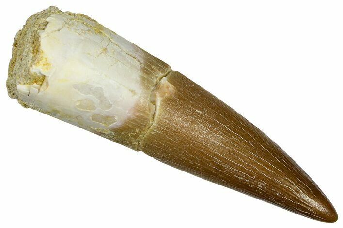 Fossil Plesiosaur (Zarafasaura) Tooth - Morocco #369991